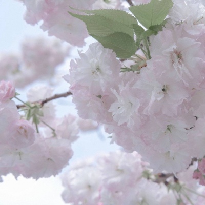 五寨FurryQQ群介绍